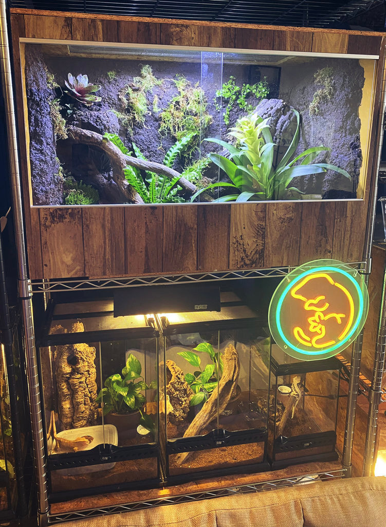 爬虫類 ゲージ レイアウト 【公式通販】