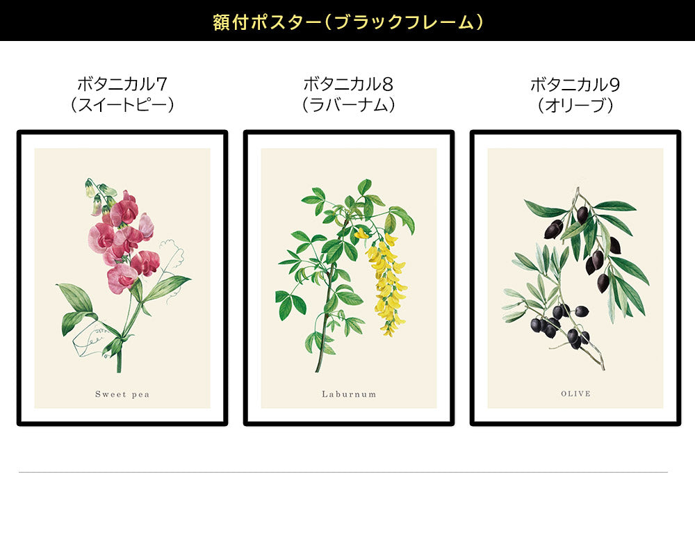 botanical79-f.jpg?v=1719883005