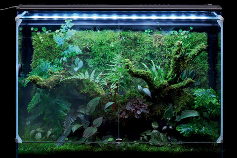 DOOA PALUDA LIGHT (for paludarium) – Aqua Forest Aquarium