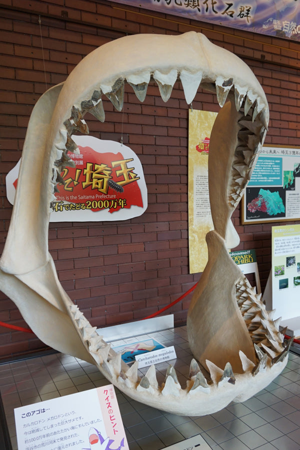 本物 メガロドンの歯 化石 サメ 7.7cm アメリカ合衆国 本物 メガロドン