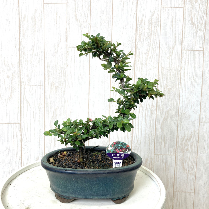 盆栽鉢 桑津香石 山野草 長方形 小品盆栽 盆栽鉢 桑津香石 山