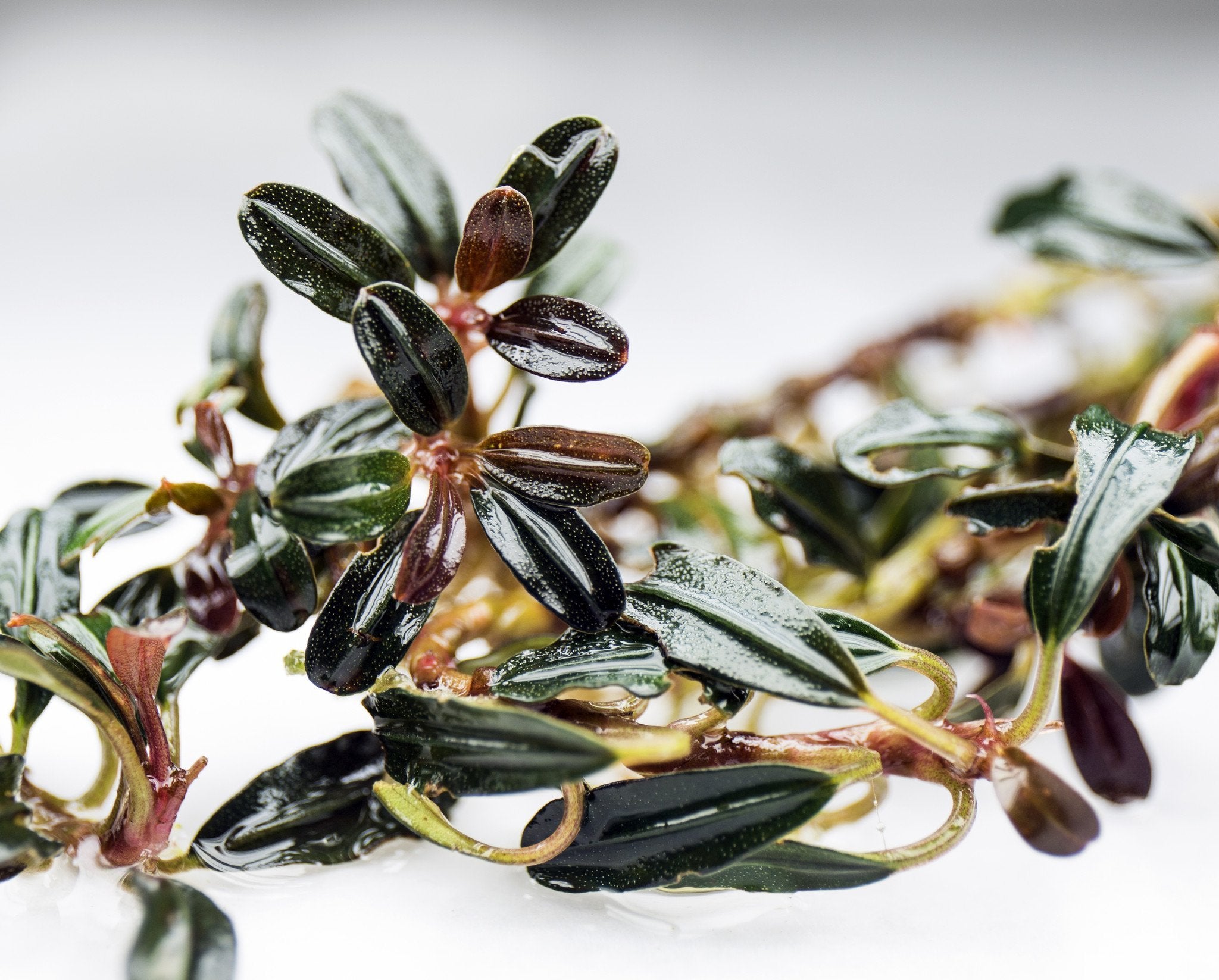 Bucephalandra Black Mist — Buce Plant