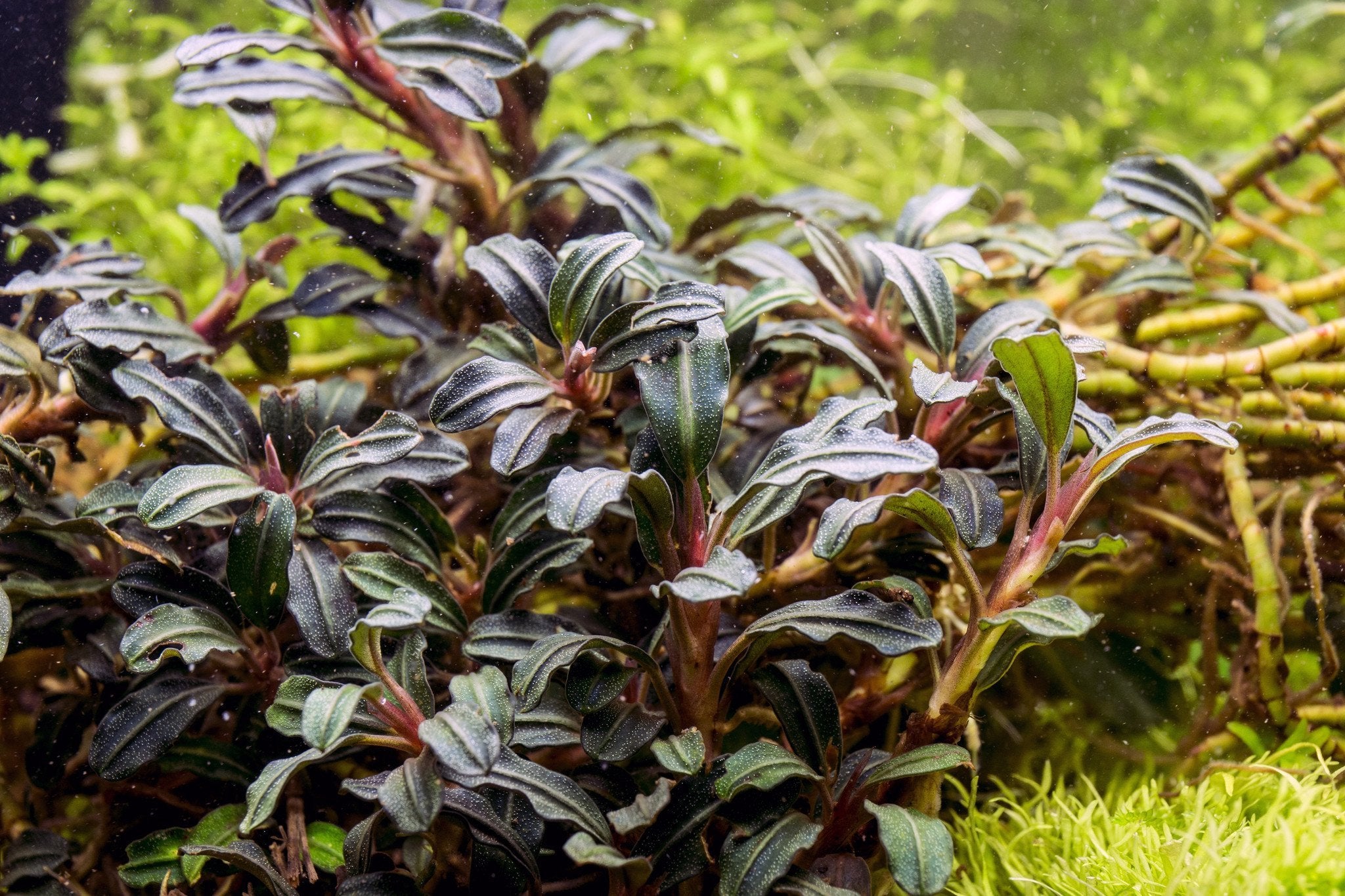 Bucephalandra Krivbass — Buce Plant