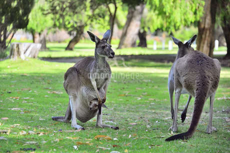 オーストラリア・西オーストラリア州にあるヤンチャップ国立公園の