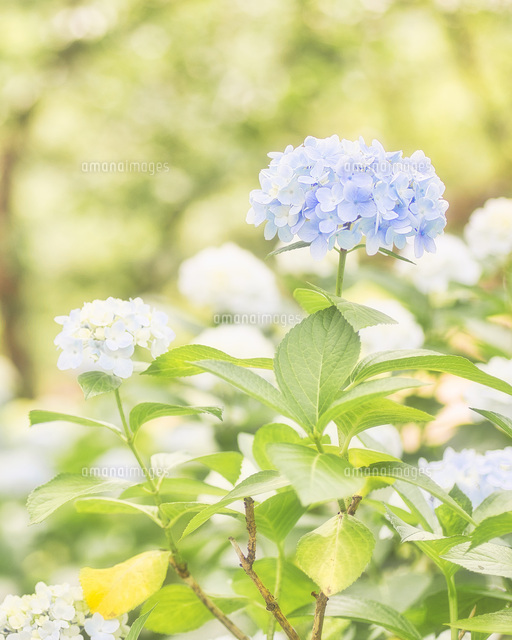 紫陽花パステル画8号 藤沢第2】7/3土曜日、特別カリキュラム