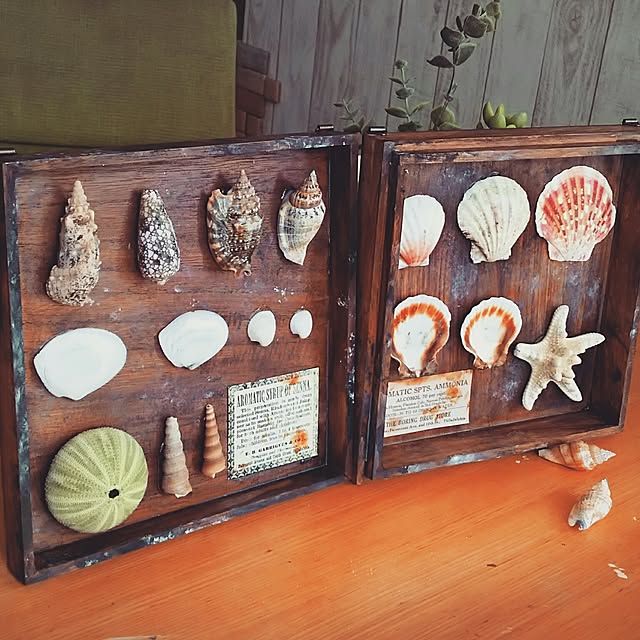 貝殻 標本のおしゃれなアレンジ・飾り方のインテリア実例 ｜ RoomClip