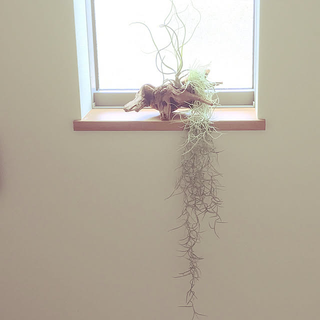 いけばなに使用した枯れ木中古オブジェ