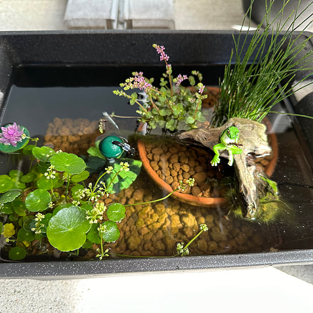 水槽 ビオトープのおしゃれなアレンジ・飾り方のインテリア実例