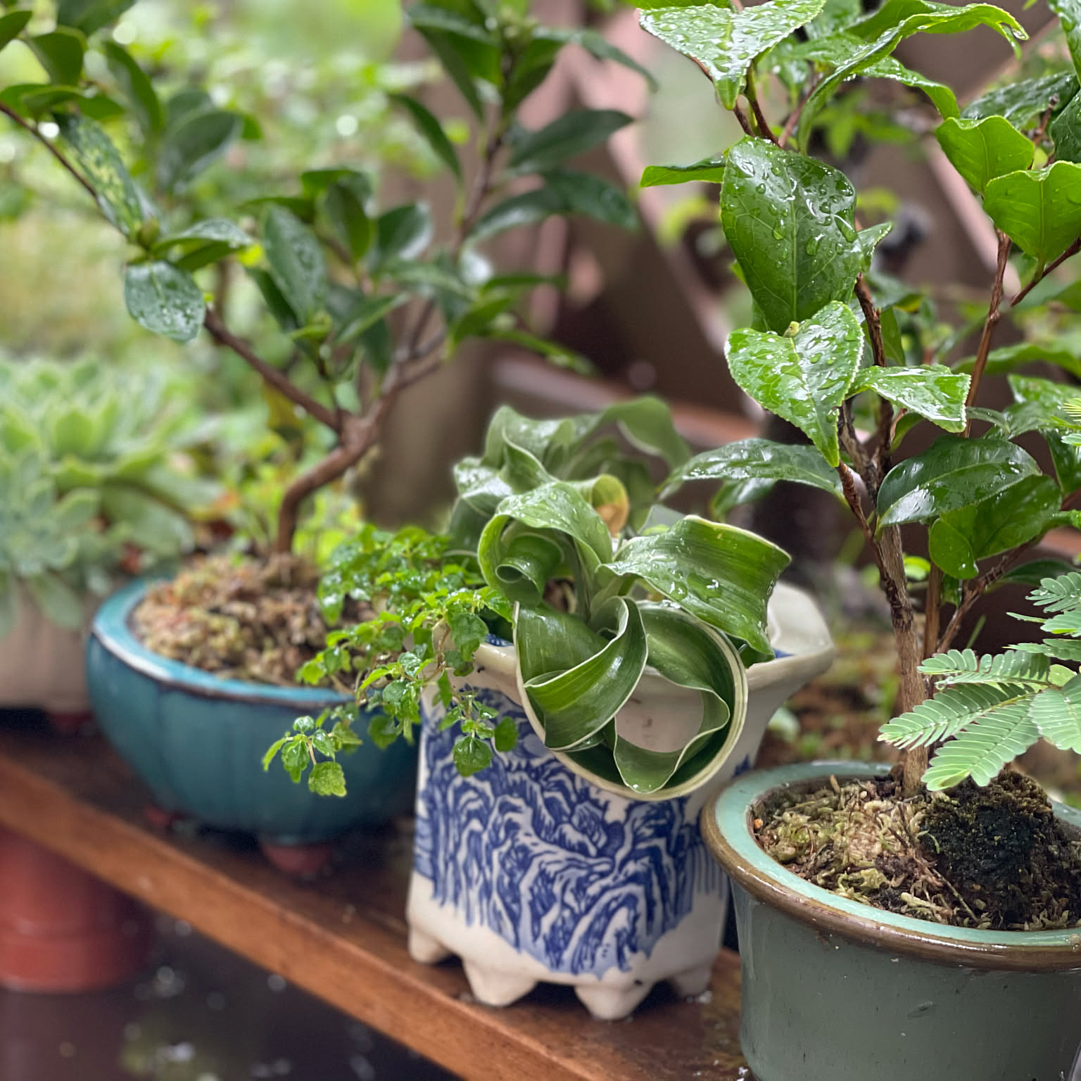 正成のミニ盆栽鉢