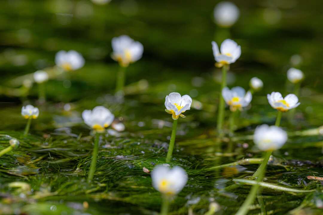 油彩/梅花藻のある川 油彩/梅花藻のある川 油彩/梅花藻のある川 地蔵川