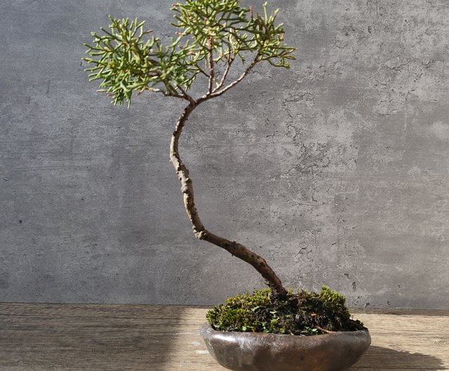 盆栽鉢 植木鉢 陶芸 園芸 盆栽 最 安値 価格