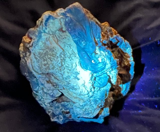 旧家初心だし 中国時代の化石 天然琥珀サソリ古美術 DE1656D4-2