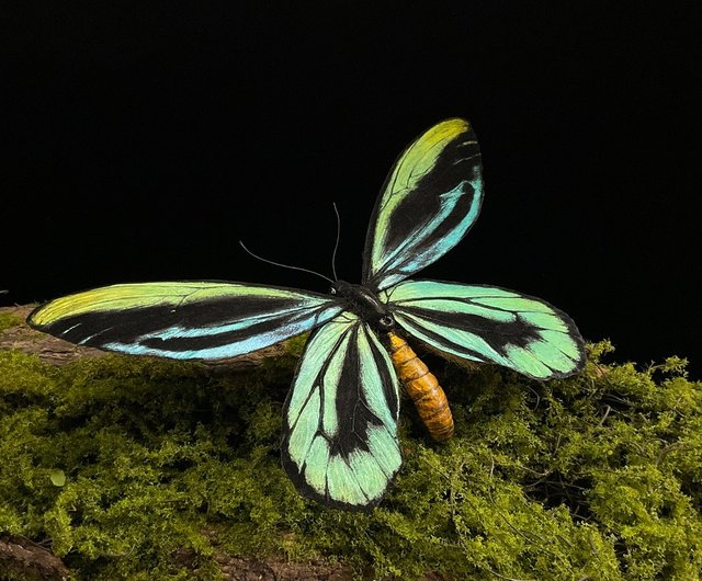 台湾 アレクサンドラトリバネアゲハ 模型標本 カスタムアート