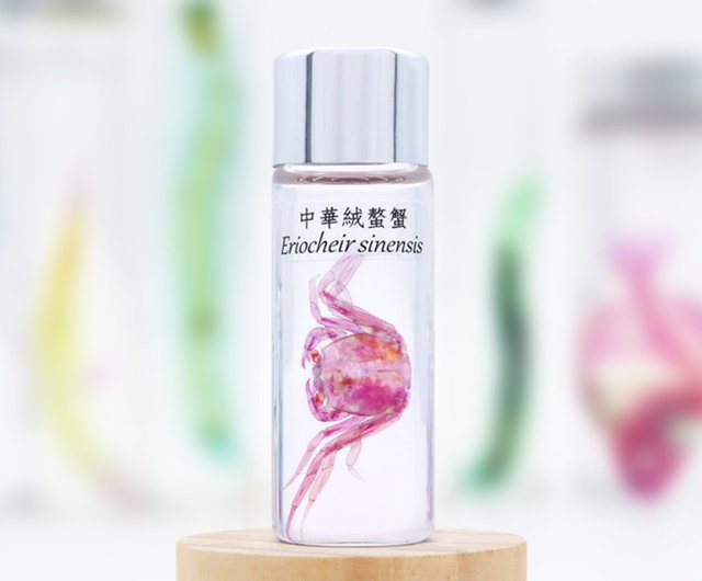 Microcyphus rousseaui ウニ 殻 大 Microcyphus rousseaui ウニ 殻 大