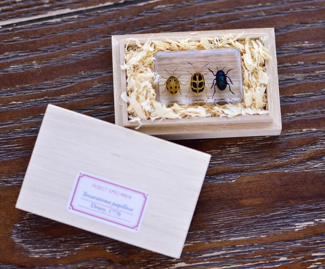 12%OFF】台湾 和木箱昆虫標本（16モデル） Mr.Sci科学工場 - Pinkoi