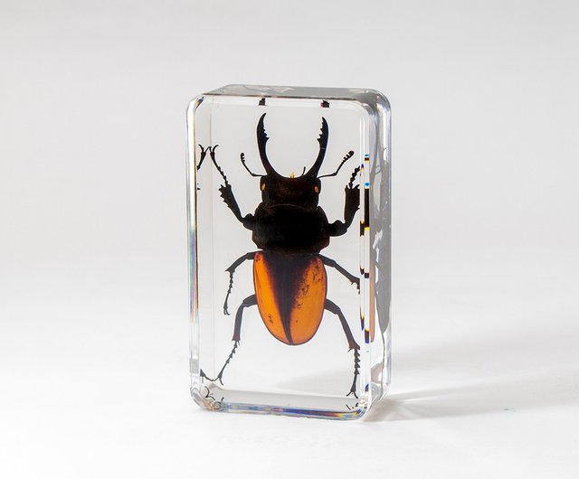 12%OFF】台湾 和木箱昆虫標本（16モデル） Mr.Sci科学工場 - Pinkoi