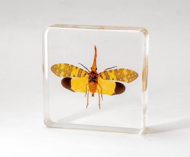 12%OFF】台湾 和木箱昆虫標本（16モデル） Mr.Sci科学工場 - Pinkoi