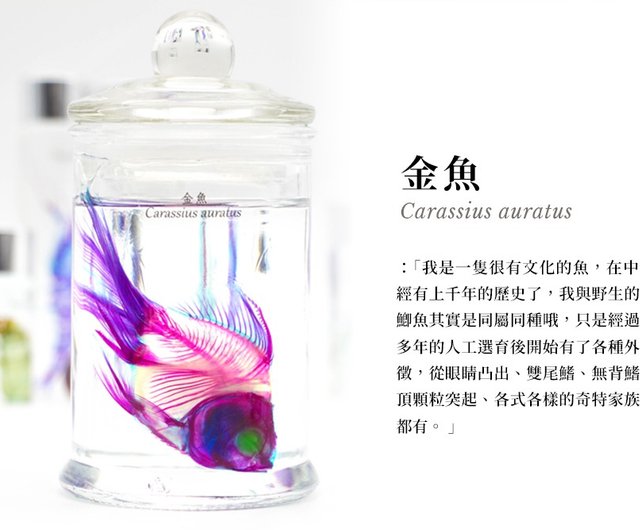 台湾 透明生物標本 - 金魚 Carassius auratus fishheart-art - Pinkoi