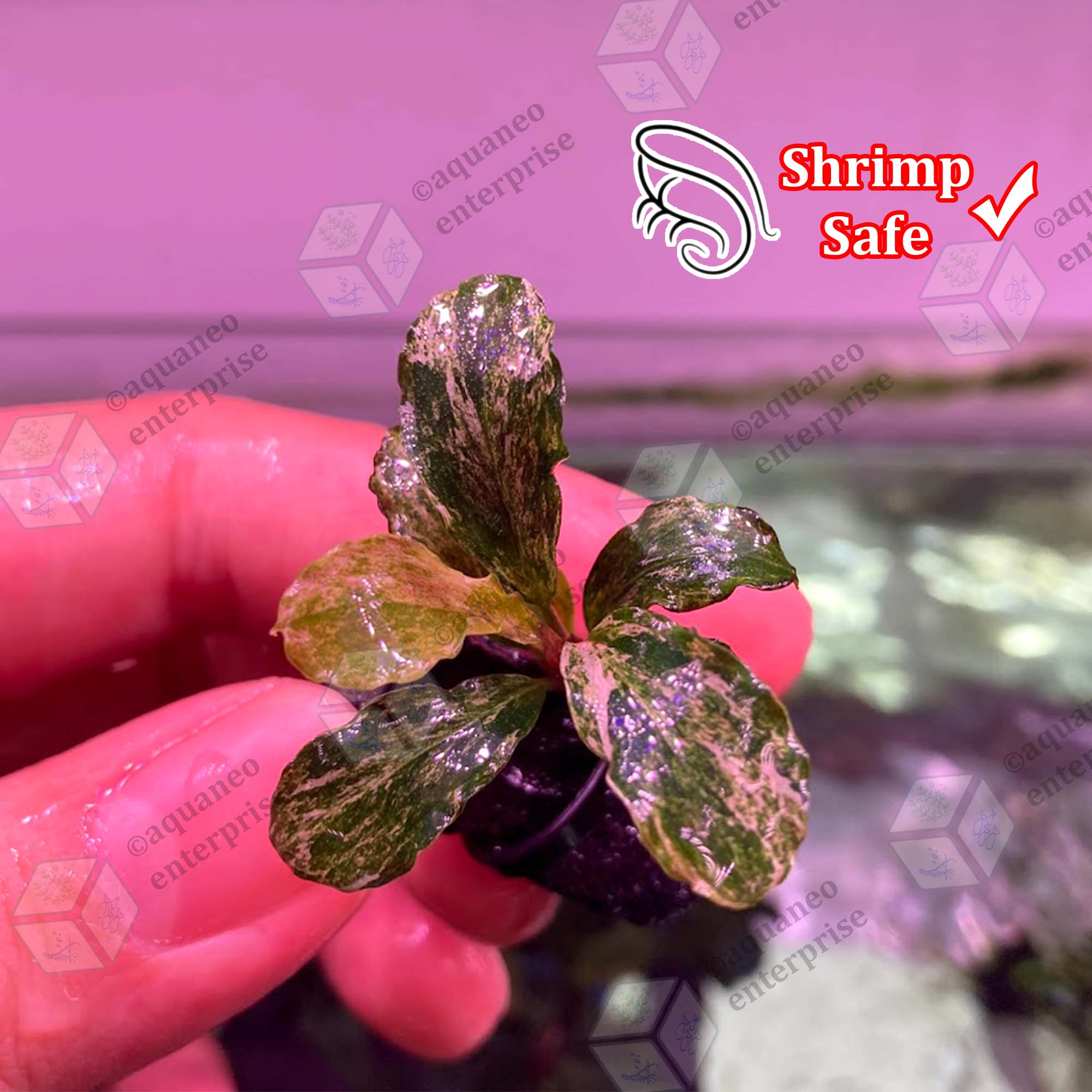 Bucephalandra sp. Variegata① The natural charm of Bucephalandra