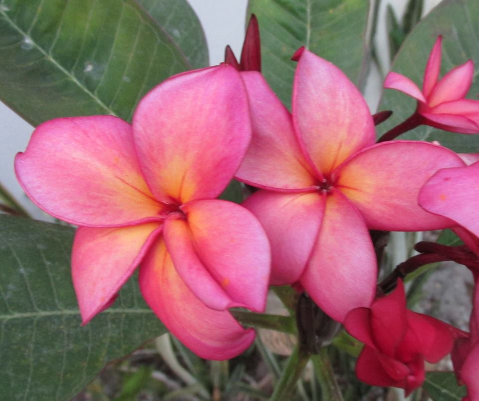 Lake's Passion Plumeria