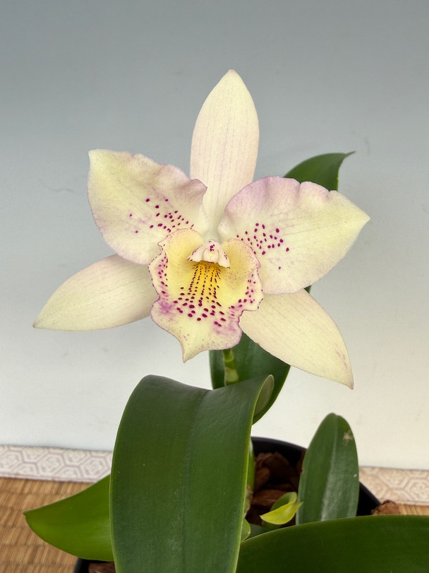 Rhynchovola Jimminey Cricket (Brassavola nodosa x Rhyncholaelia