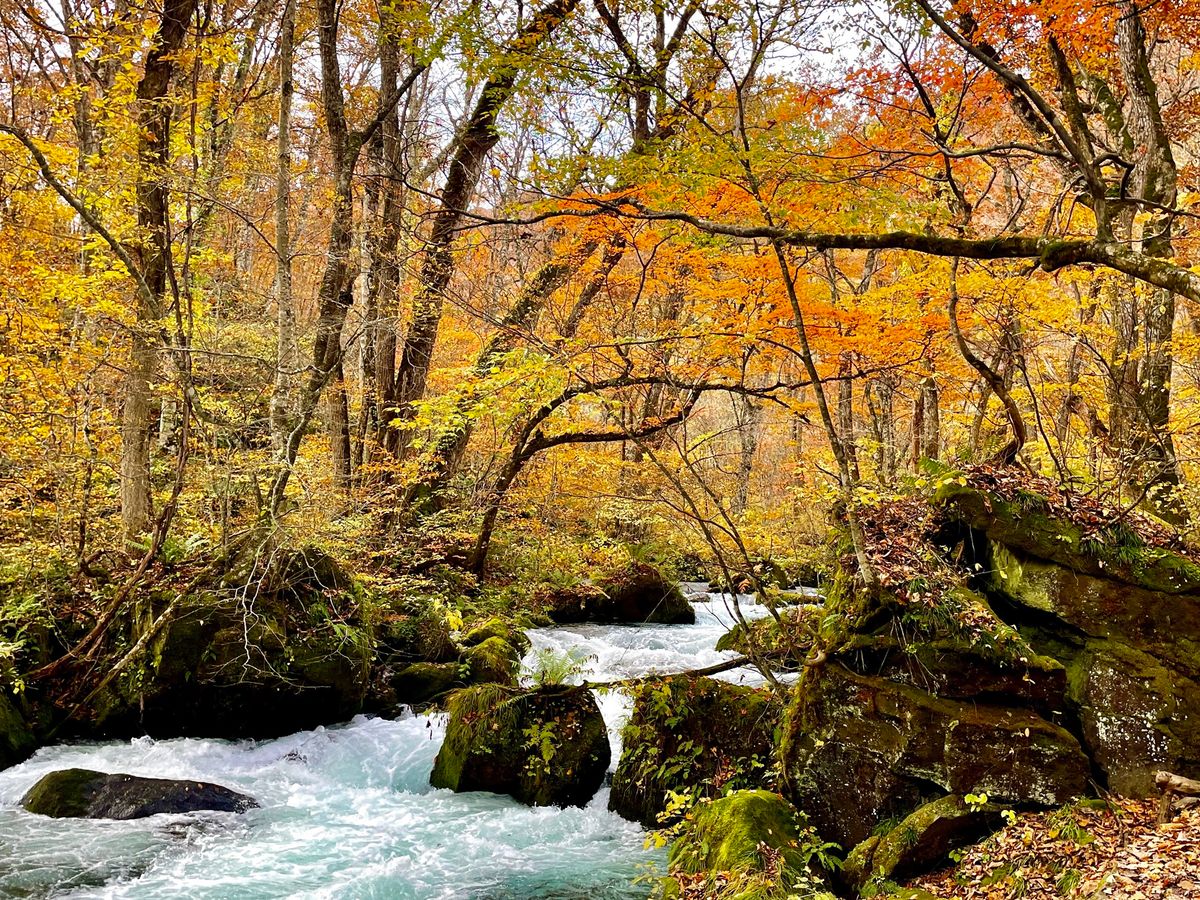 奥入瀬渓流ガイドツアー | 青森 旅行の観光・オプショナルツアー予約