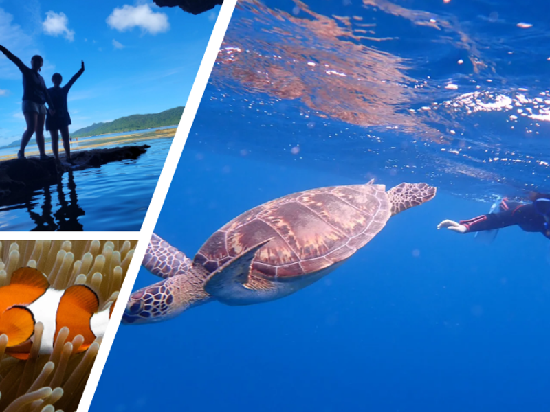 原画】ウミガメの旅立ち 原画】ウミガメの旅立ち 81M98IbiCWL.jpg