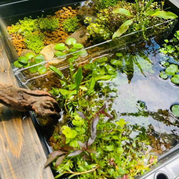 40㍑タイプ ビオトープ メダカ・金魚 他 飼育セット トロ舟カバー トロ