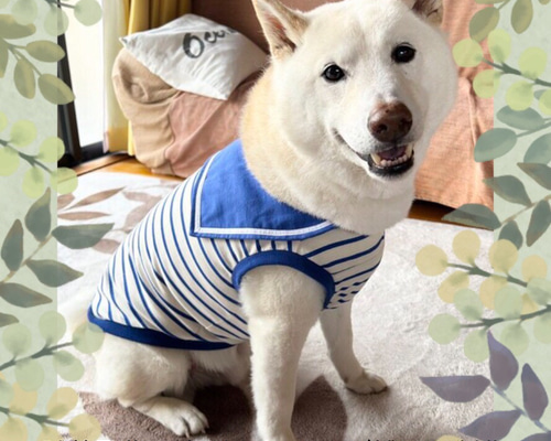 犬服 セーラーカラータンクトップ（受注制作）小型犬〜大型犬 ペット服