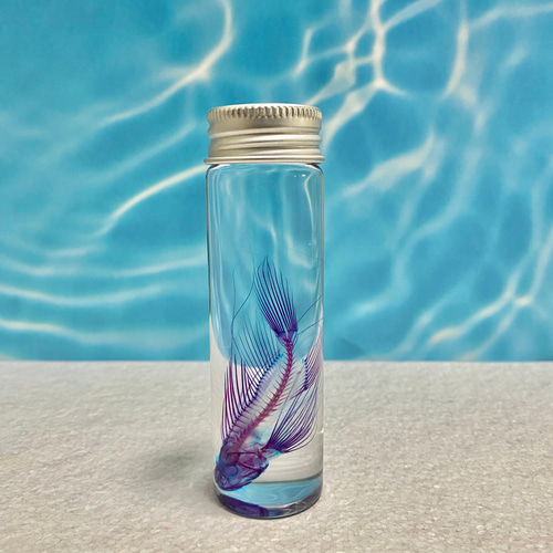 レア】透明標本(ミノカサゴ 全長約70mm) (最良品) その他インテリア