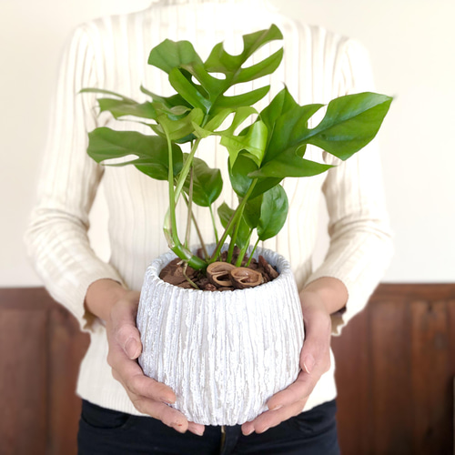 モンステラ 5号 陶器鉢 アンティークホワイト 受け皿付き 観葉植物