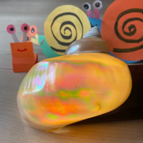 夜光貝 天然貝殻 両面磨き 数量限定 インテリア ルアー 螺鈿