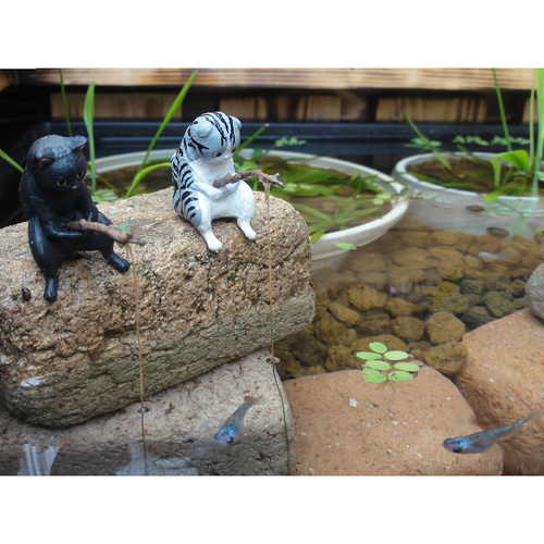 ビオトープ25L トロ舟＆木枠セット（棚・3D防鳥網付き）【まき商品】