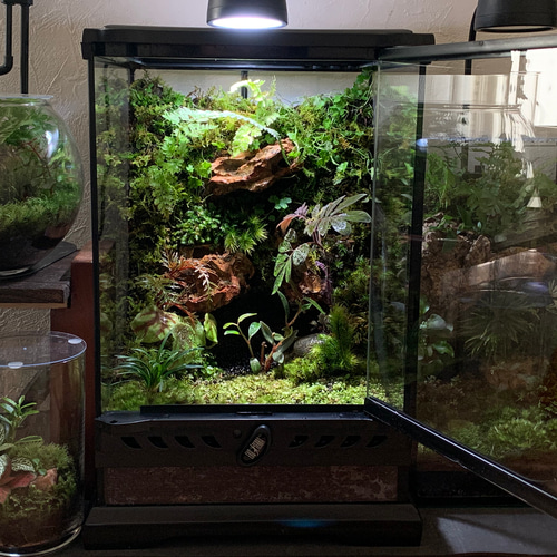 苔テラリウム、イモリウム