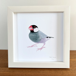 p-jet 正方形 数量限定直筆サイン入り複製画 文鳥3 / 鳥 桜文鳥 絵画 p