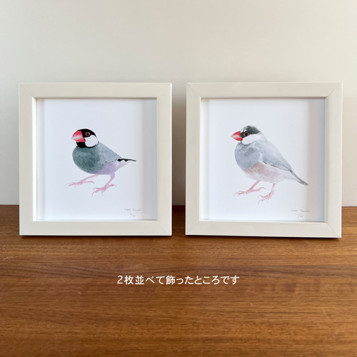 p-jet 正方形 数量限定直筆サイン入り複製画 文鳥3 / 鳥 桜文鳥 絵画 p