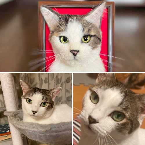 愛猫オーダー 猫 猫オーダー 羊毛フェルト 羊毛フェルト猫 オーダー