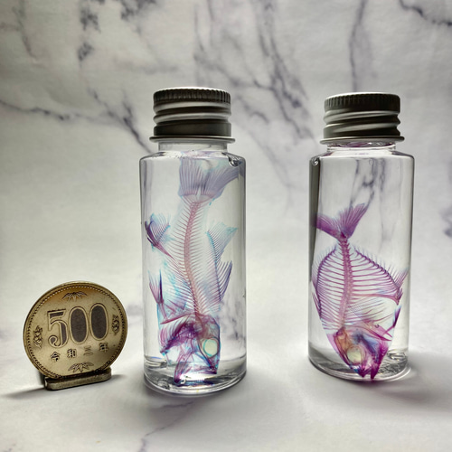 標本ガチャ!!】透明標本（約10～70㎜個体) (良品クラス) その他