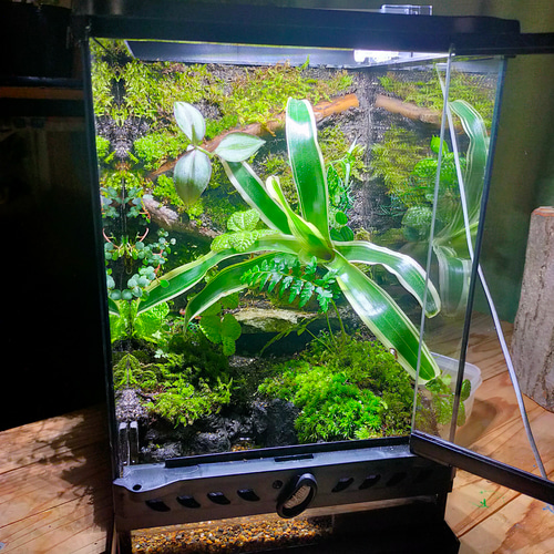 隠れ家付き自然の中の飼育箱、池のある苔テラリウム テラリウム サリー