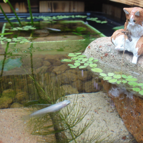 ビオトープ 60L トロ舟＆木枠セット（棚付き） メダカ＆金魚飼育用