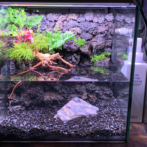 受注生産】滝の流れるアクアテラリウム イモリウム 苔 水槽 苔