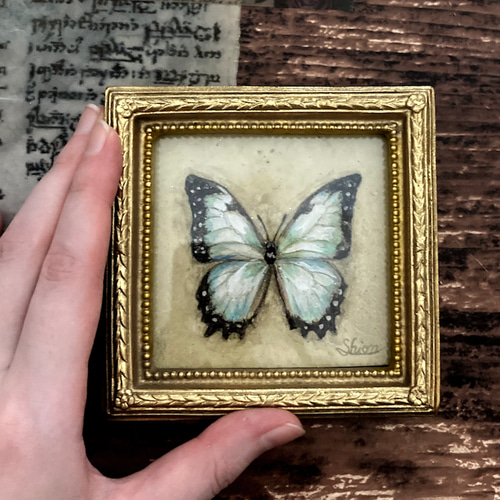 モルフォ蝶の小さな絵 - Morpho theseus juturna- /原画 アンティーク