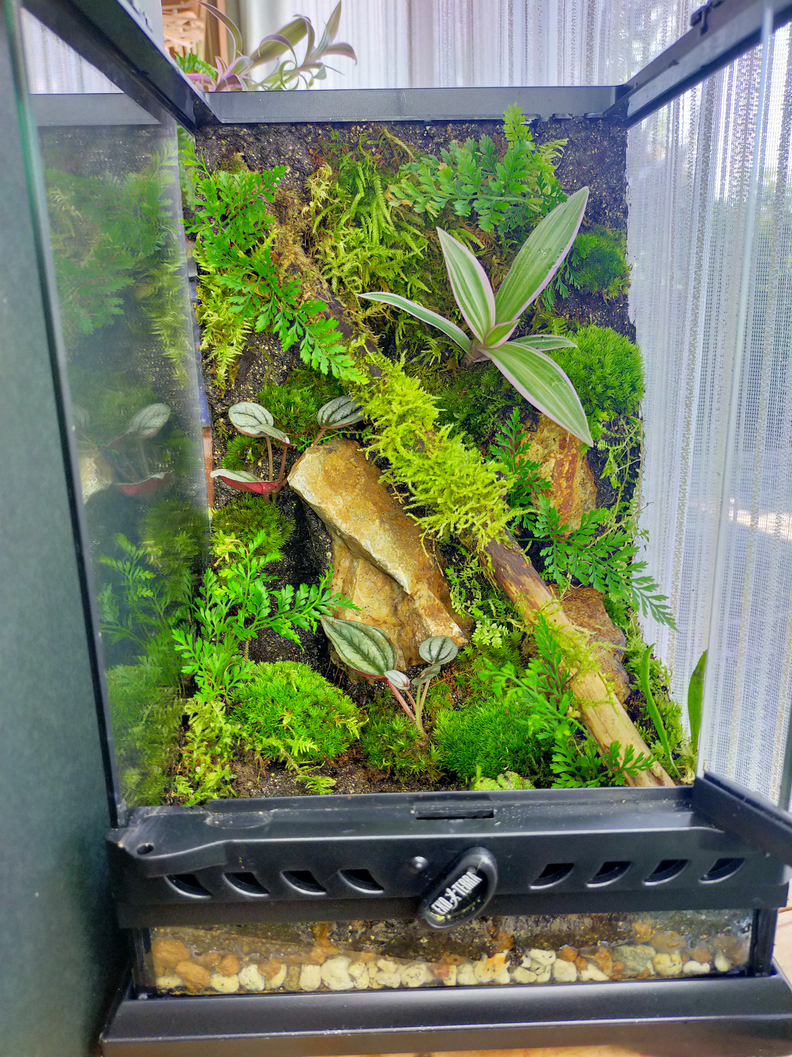 グラステラリウムナノ レイアウト品