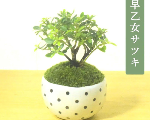 盆栽鉢 希少盆栽鉢青磁氷裂貫入丸鉢2個、白乳鉢の3個セット小品盆栽鉢