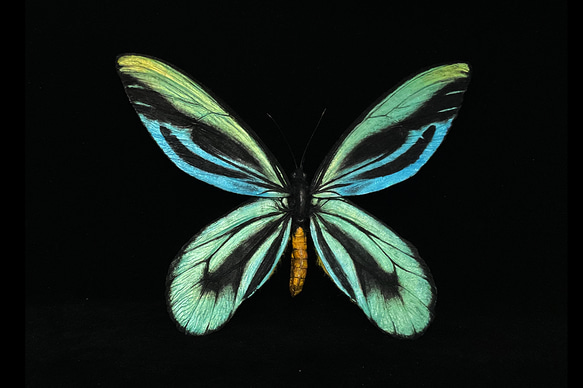 アレクサンドラトリバネアゲハ(巨大22cm) | 精密レプリカ | 蝶標本