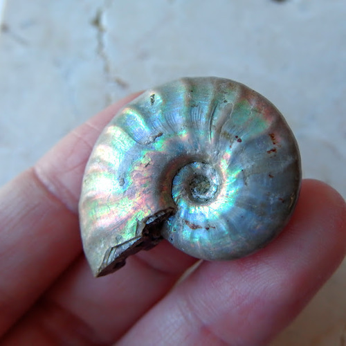 アンモナイト オパール化遊色 マダガスカル産 8.8g 化石 天然石 Stone