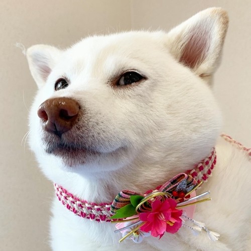 y.r.t.10.ve.50ページ トリミングチョーカー お正月アソート y.r.t.10