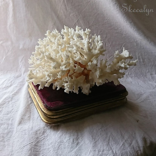 白珊瑚／白サンゴ／ホワイトコーラルNo.2】原木・インテリア雑貨・化石