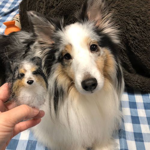 羊毛フェルト犬オーダー シェルティうちの子 見本品 羊毛フェルト