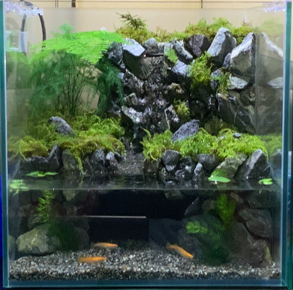 アクアテラリウム完成品】滝のあるテラリウム パルダリウム アクアリウム